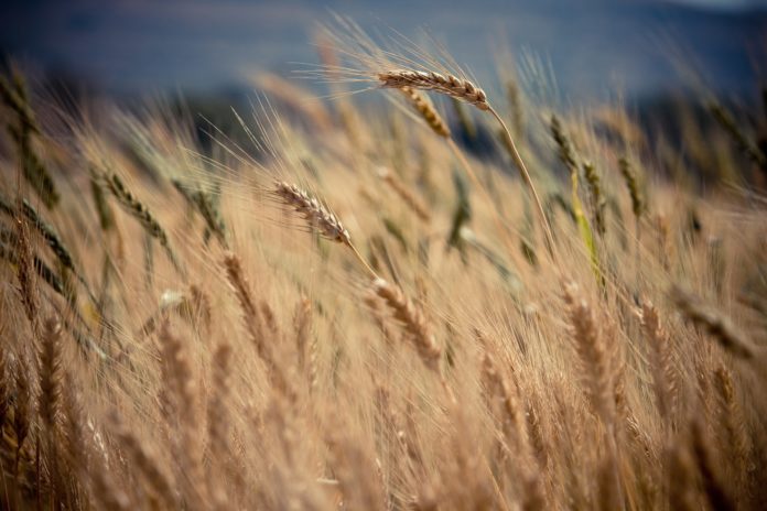 Wheat